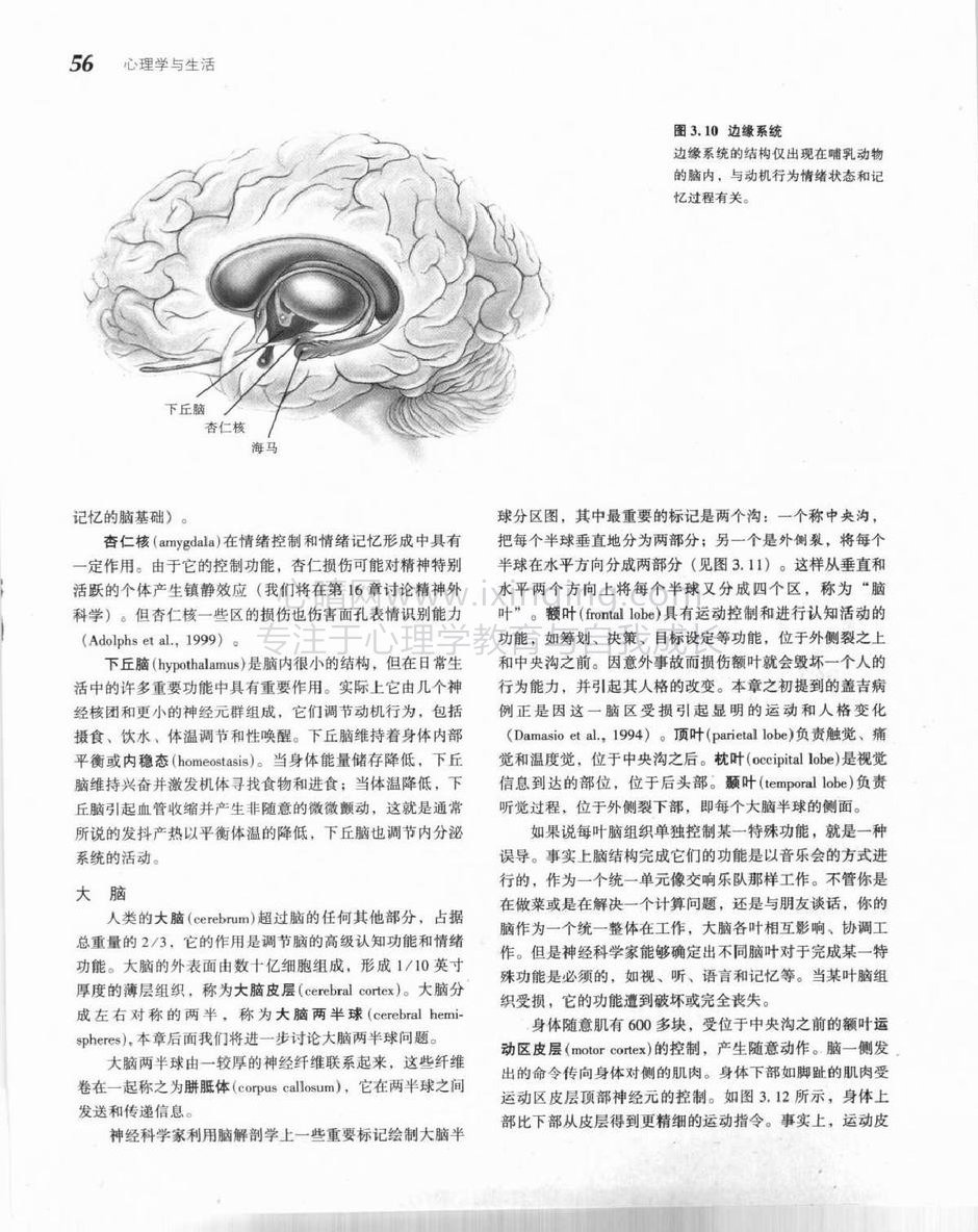 脑构造和它的功能(4)