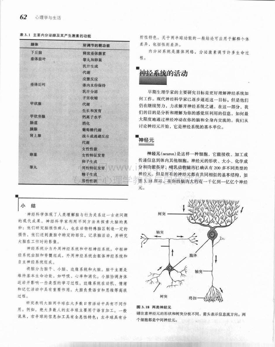 神经系统的活动-神经元(1)