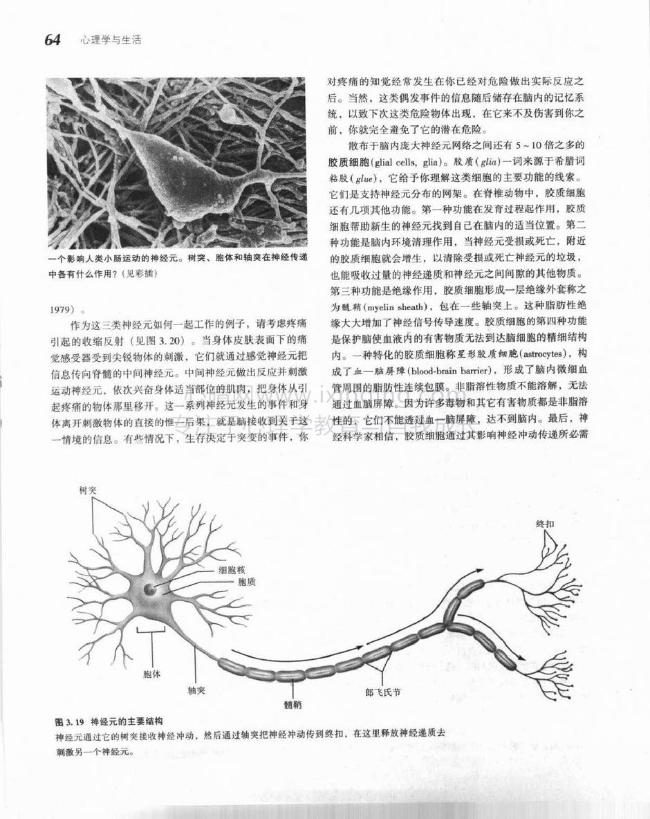 神经元(3)