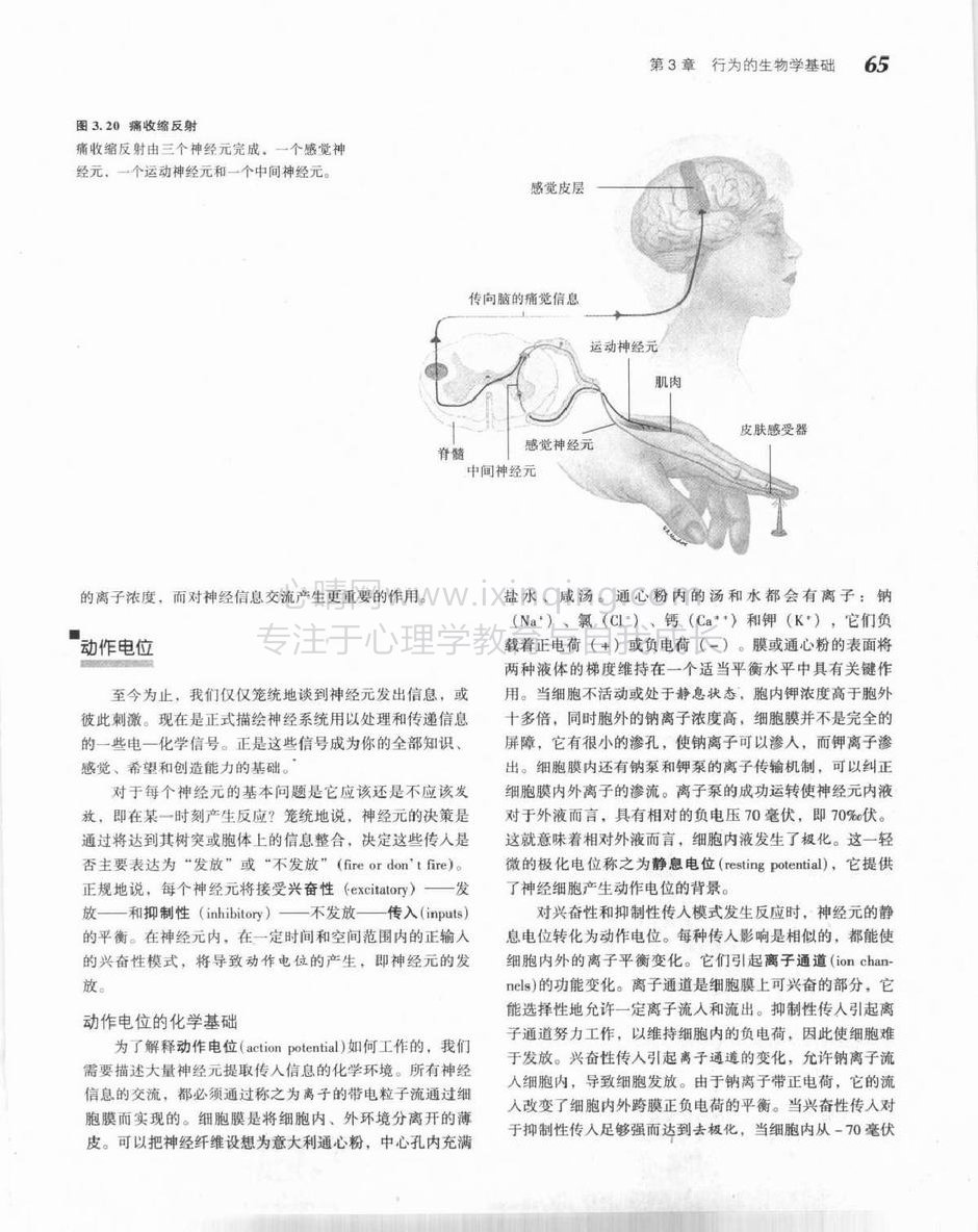 动作电位(1)